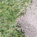 芝生用 目砂 乾燥砂 天竜川中流域産 洗い砂 20kg